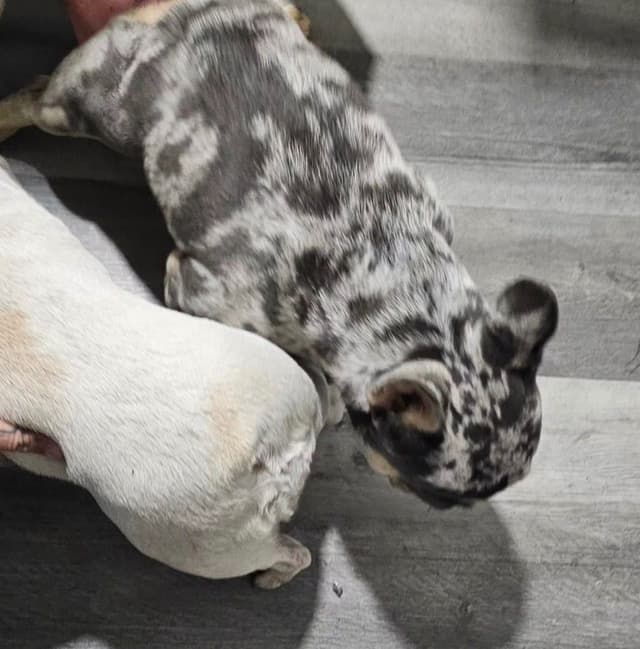 French Bulldog Puppies media 6