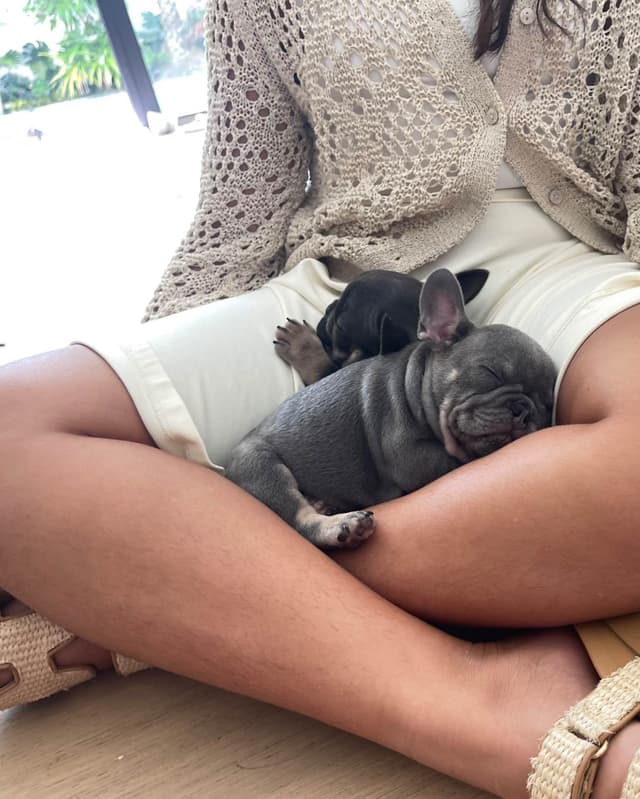 French Bulldog Puppies media 25
