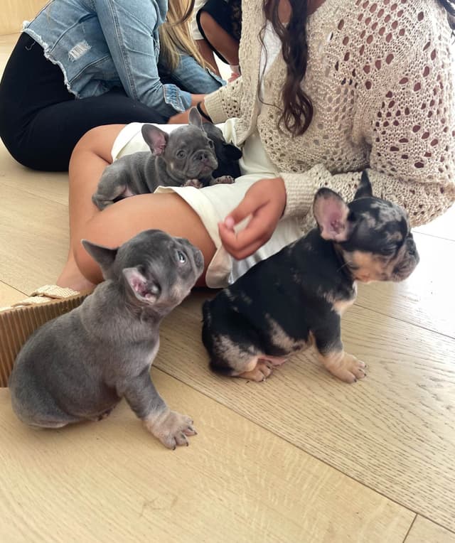 French Bulldog Puppies media 26