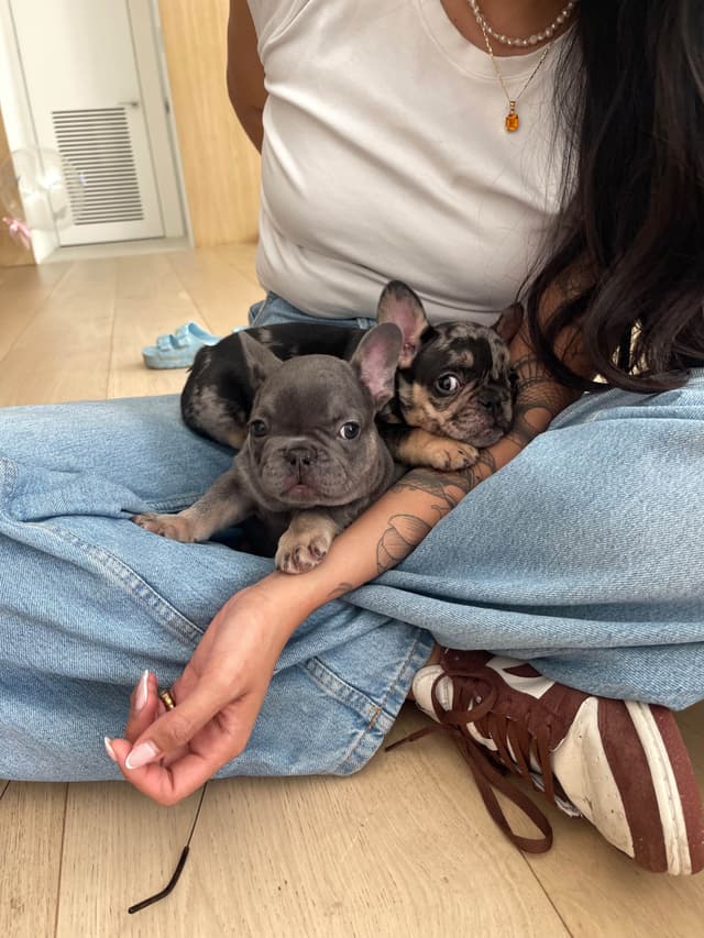 French Bulldog Puppies media 27