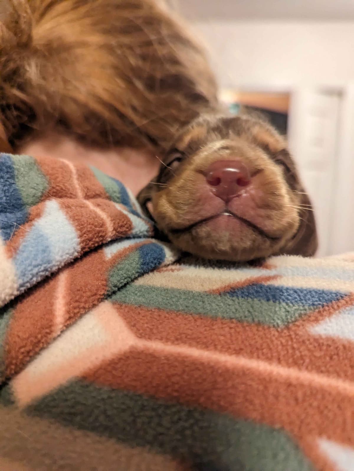 Bloodhound Puppies breeder image 2