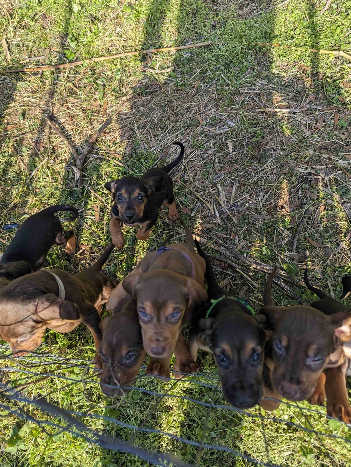 Bloodhound Puppies breeder image 3