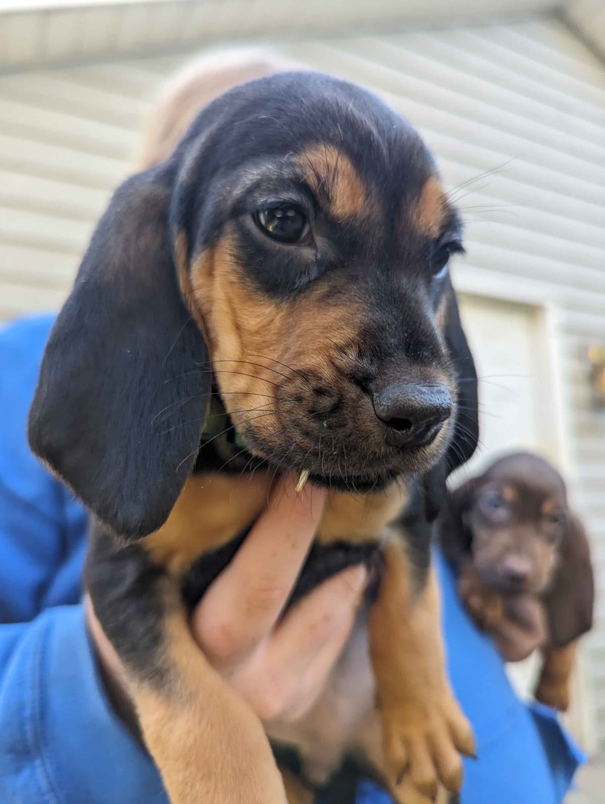 Bloodhound Puppies breeder image 4