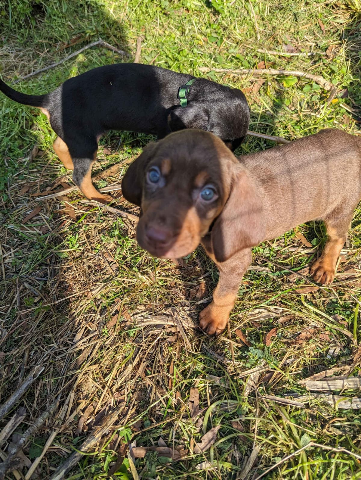Bloodhound Puppies breeder image 5