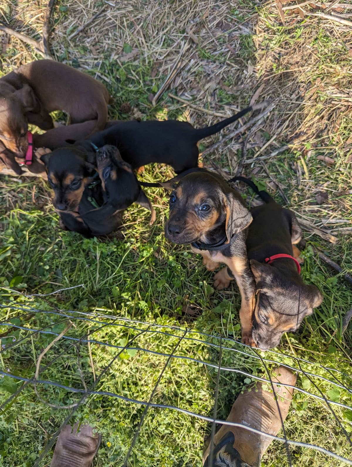 Bloodhound Puppies breeder image 6