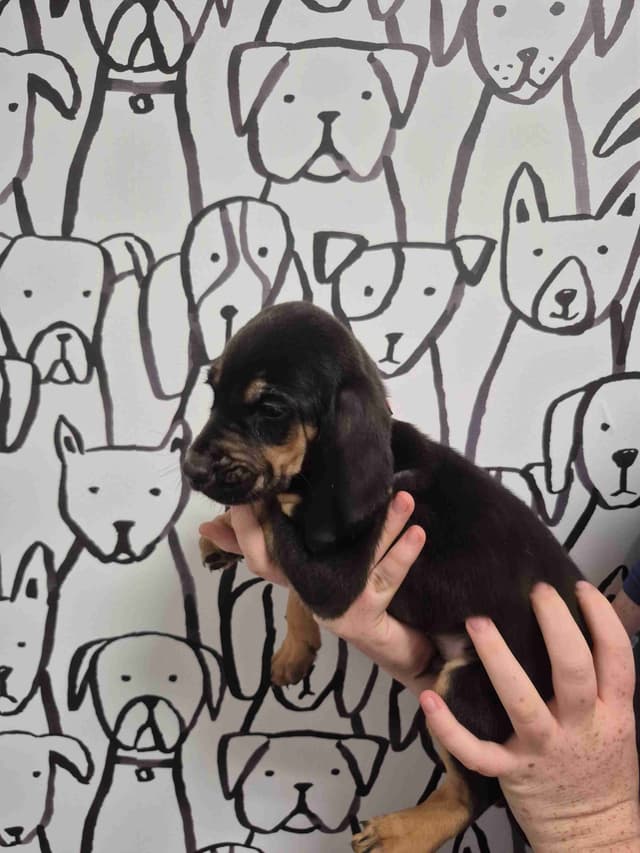 Bloodhound Puppies media 2