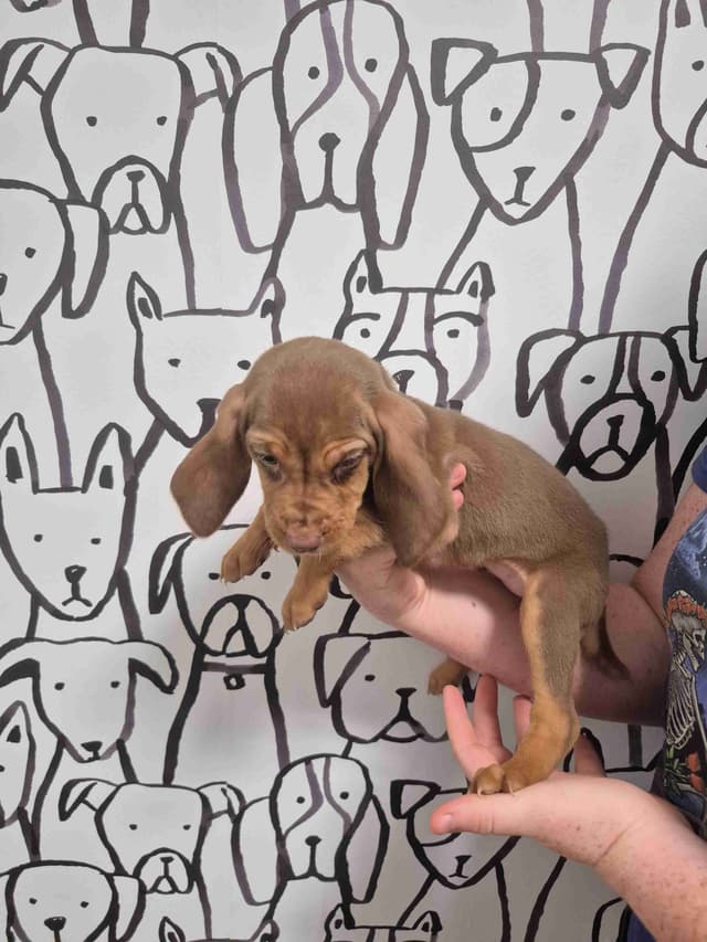 Bloodhound Puppies media 3
