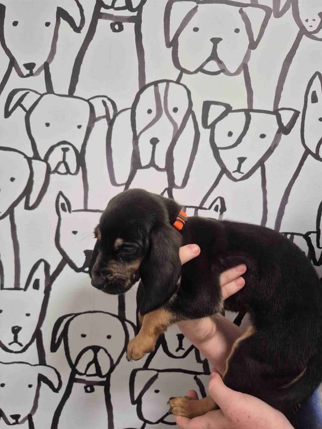 Bloodhound Puppies media 5