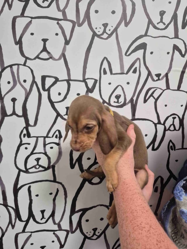 Bloodhound Puppies media 7