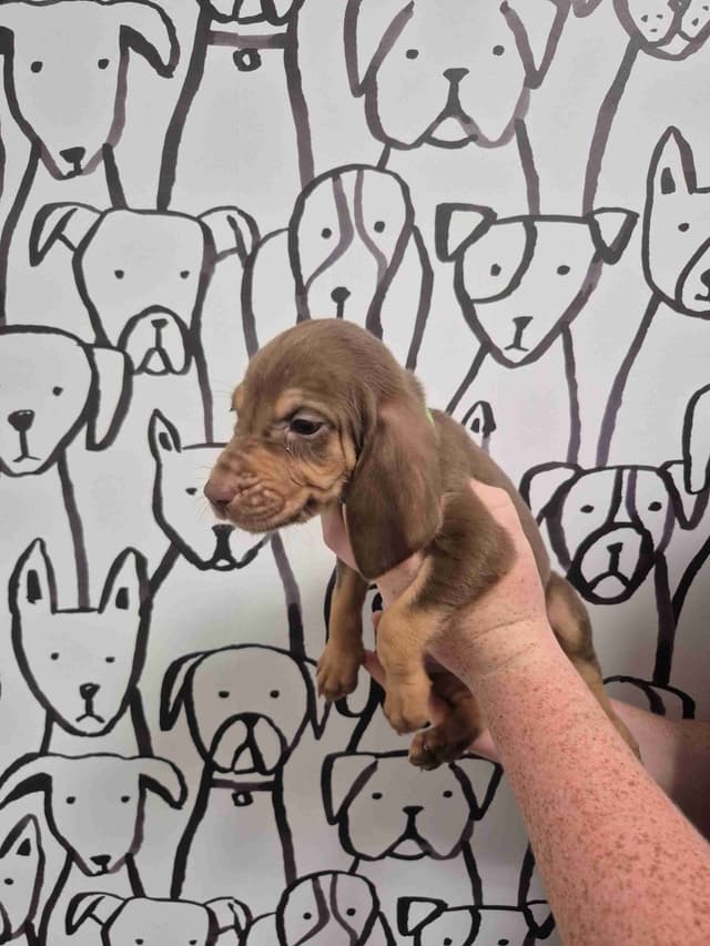 Bloodhound Puppies media 8