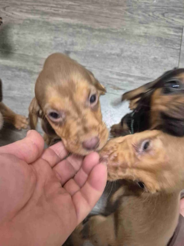 Bloodhound Puppies media 9