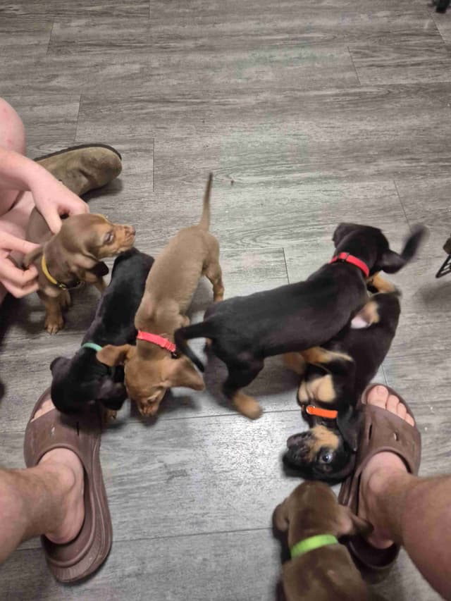 Bloodhound Puppies media 10