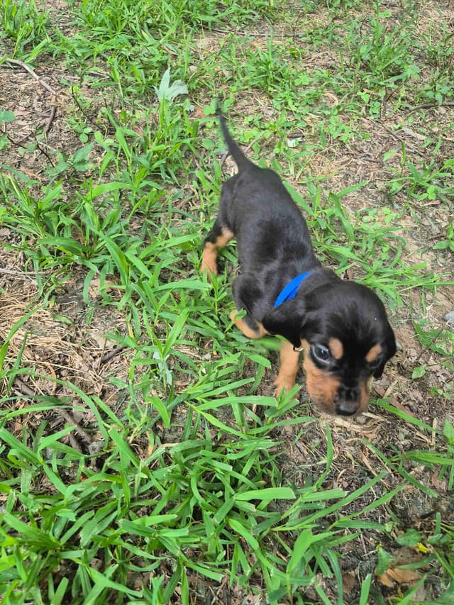 Bloodhound Puppies media 13