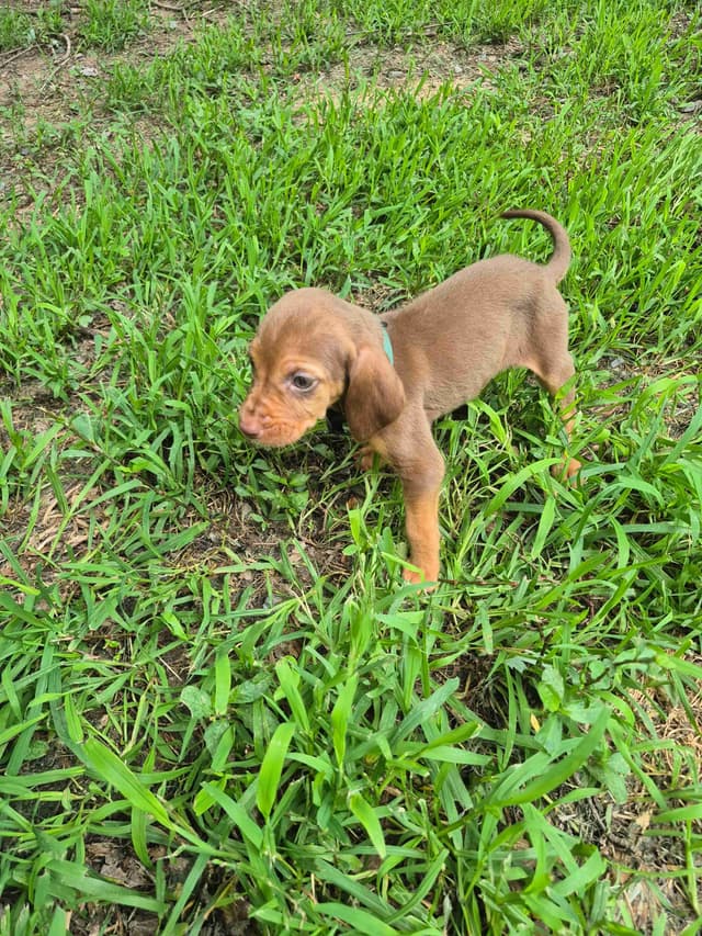 Bloodhound Puppies media 15