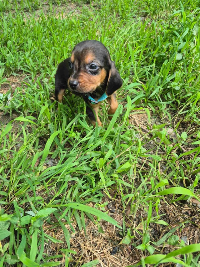 Bloodhound Puppies media 16