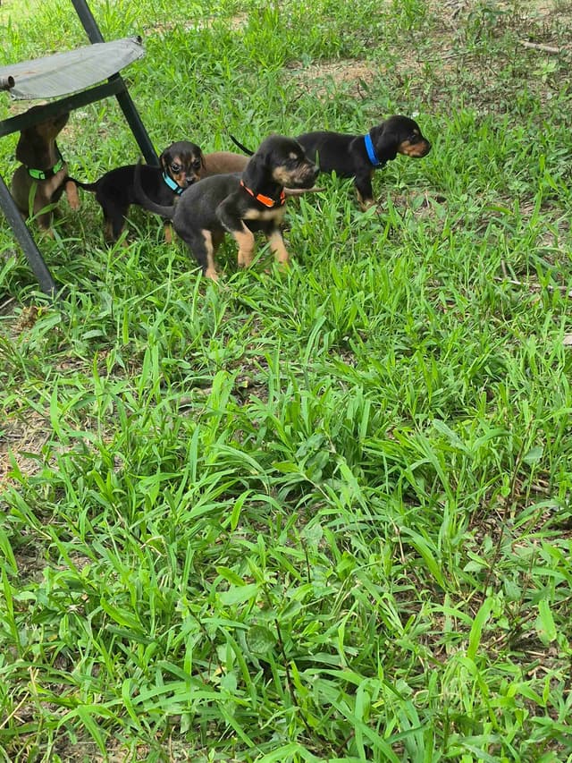 Bloodhound Puppies media 18