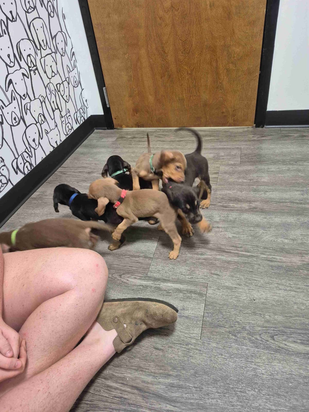 Bloodhound Puppies breeder image 8