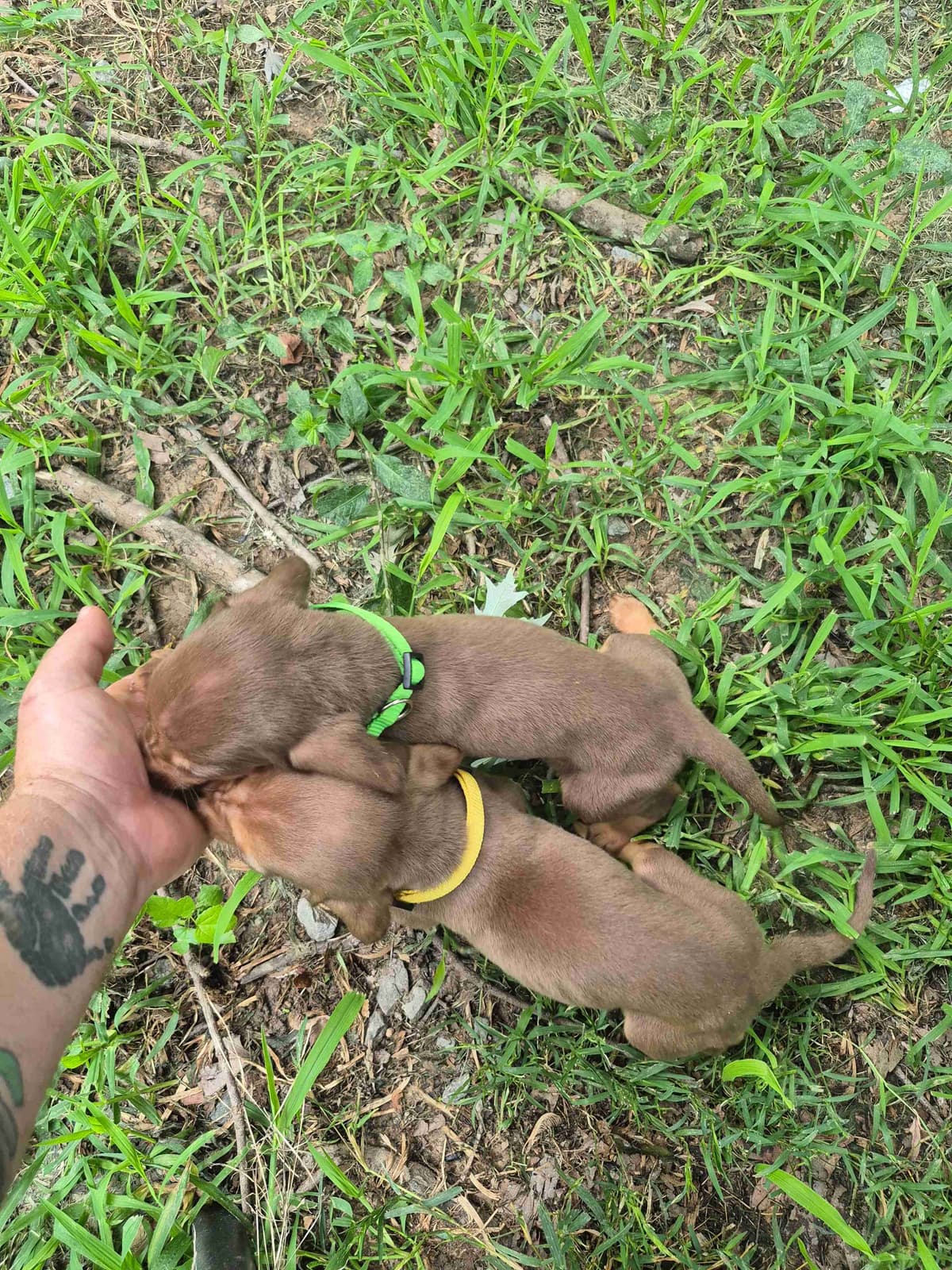 Bloodhound Puppies breeder image 9