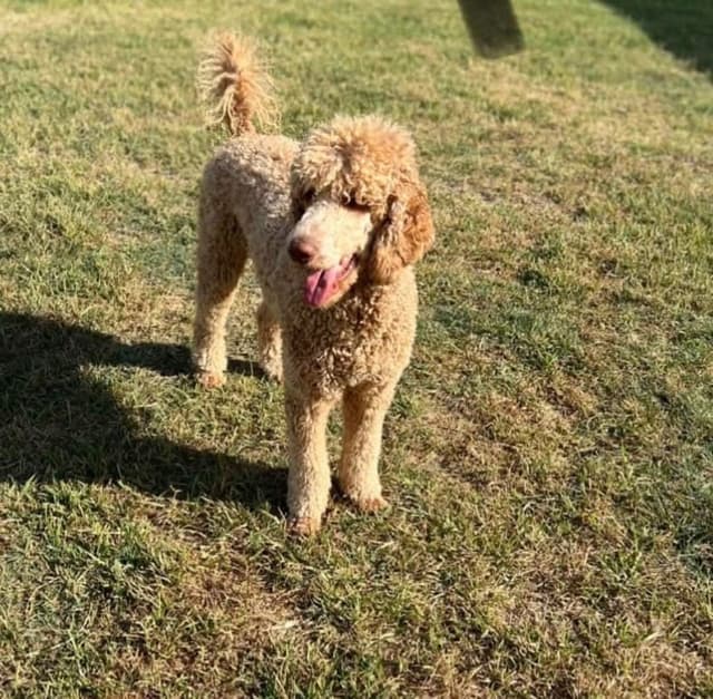 Poodle Puppies media 5