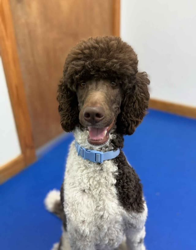 Poodle Puppies media 3