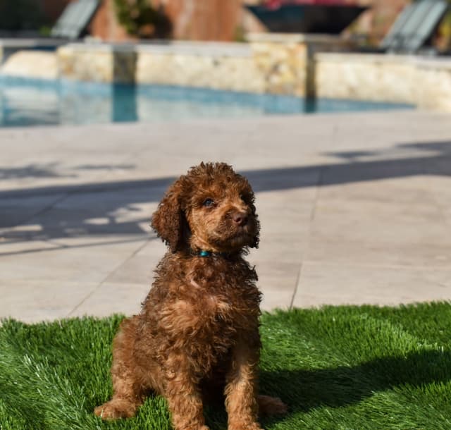 Poodle Puppies media 6