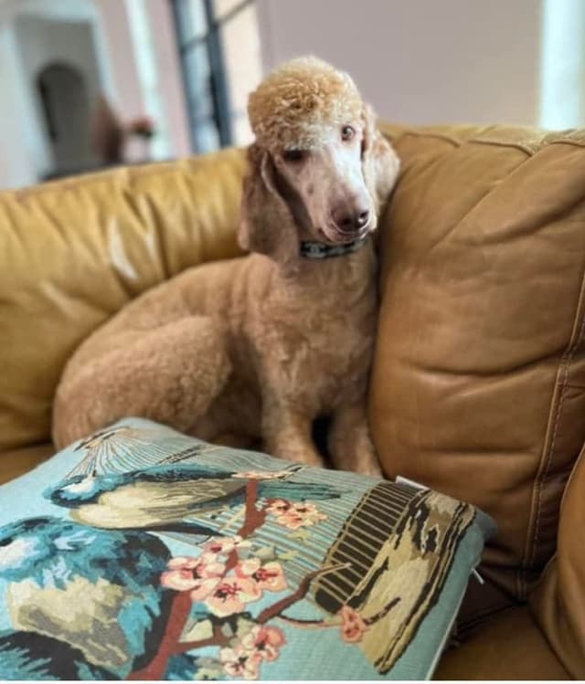 Poodle Puppies media 2