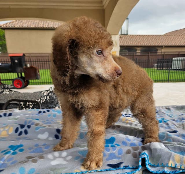 Poodle Puppies media 12
