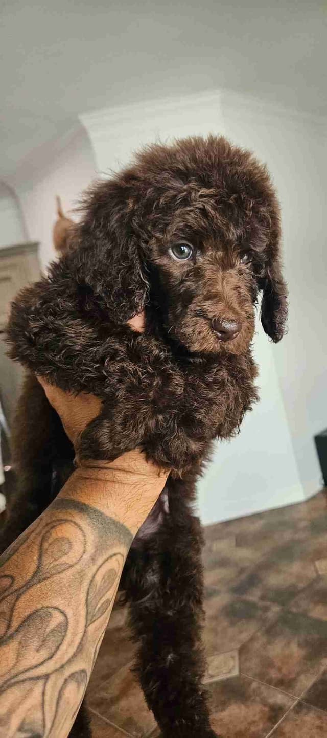 Poodle Puppies media 4