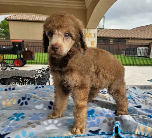 Poodle Puppies media 10