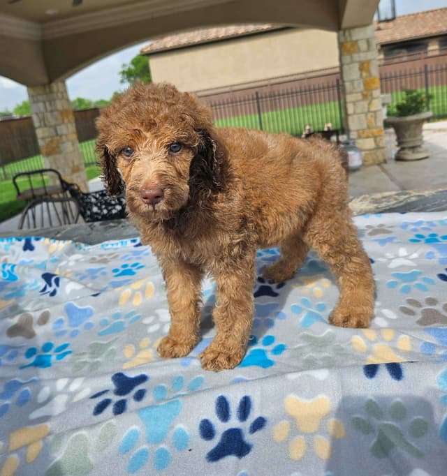 Poodle Puppies media 9