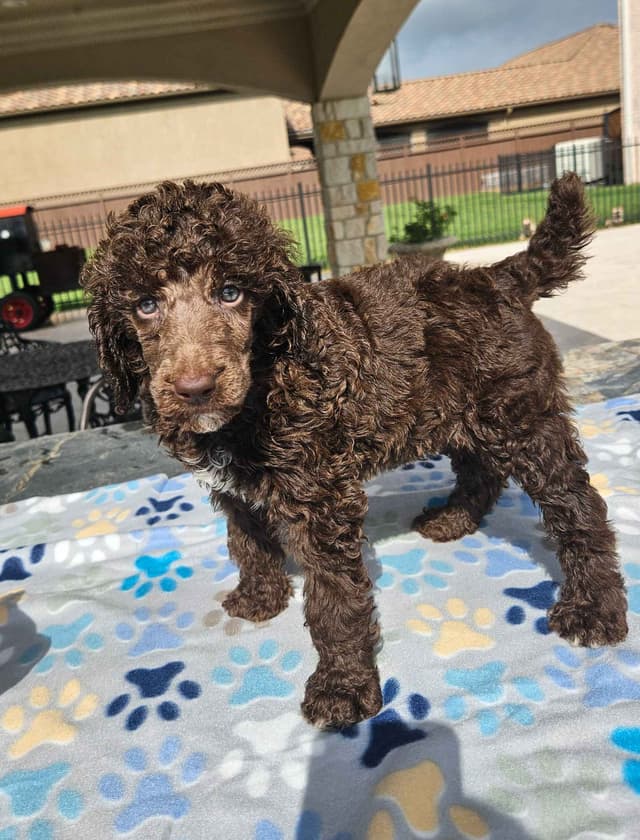 Poodle Puppies media 7