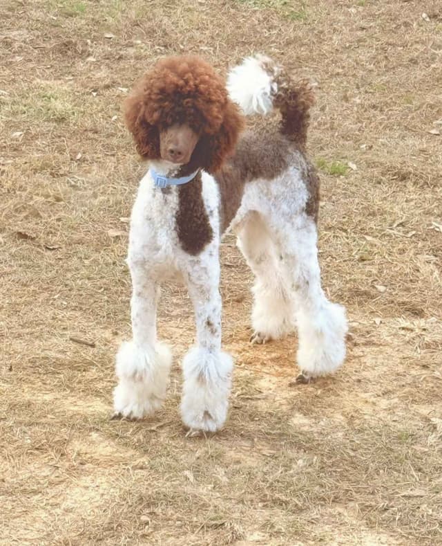 Poodle Puppies media 8