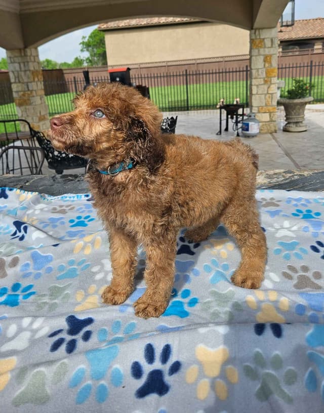 Poodle Puppies media 13