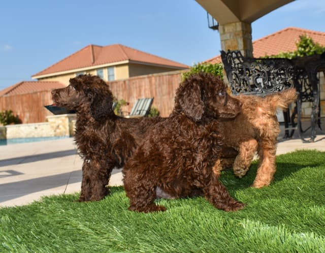 Poodle Puppies media 14