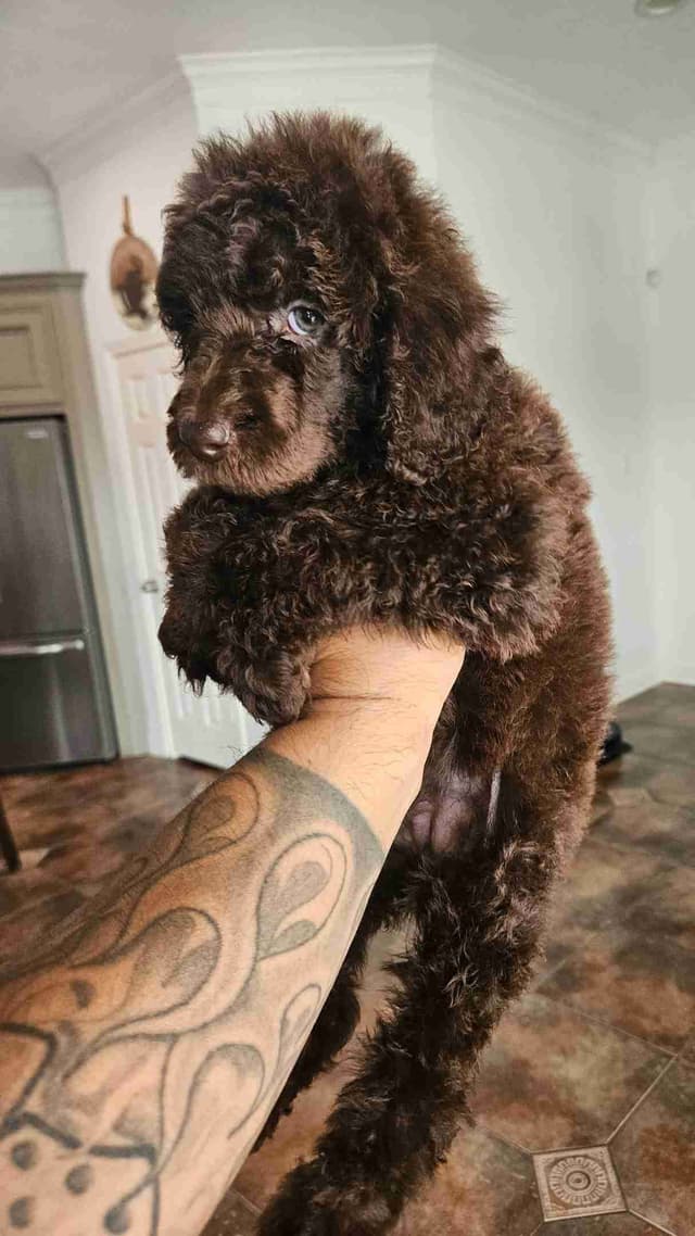 Poodle Puppies media 11