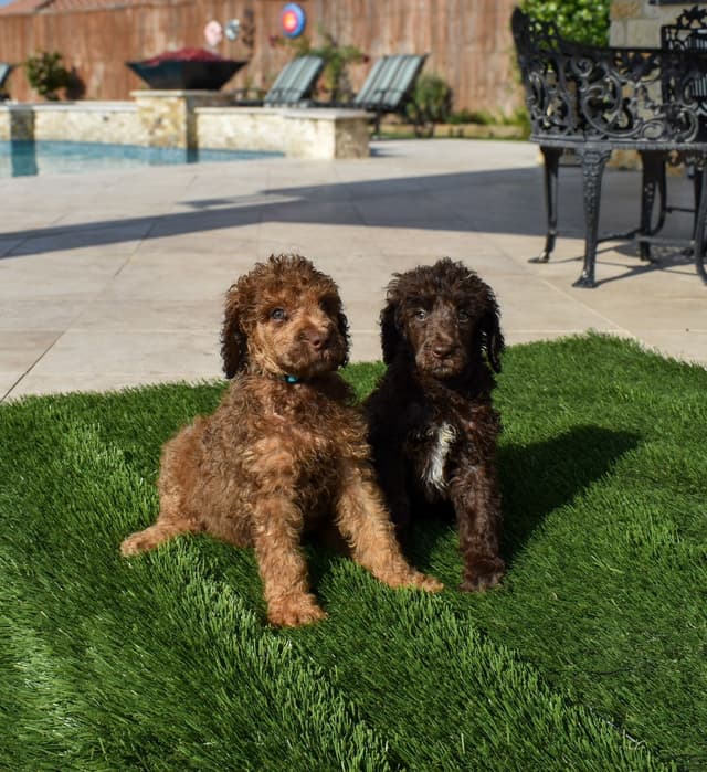 Poodle Puppies media 17
