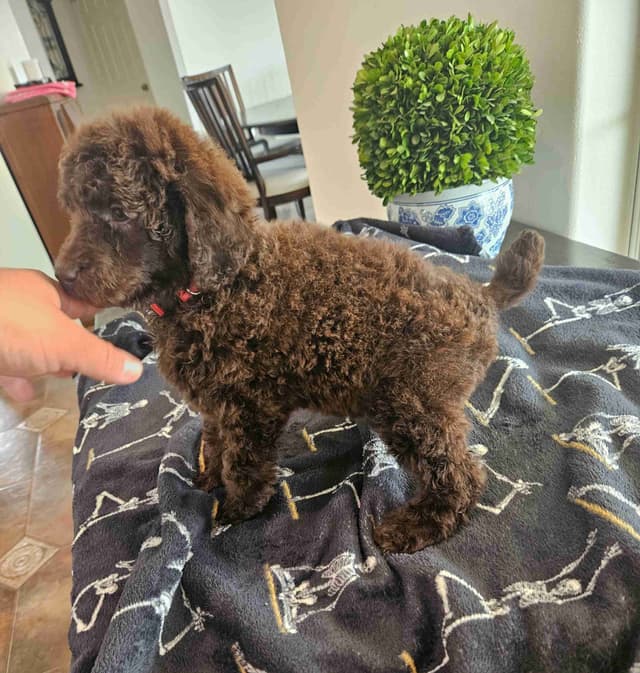 Poodle Puppies media 16