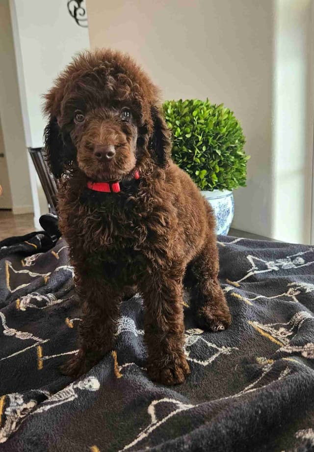 Poodle Puppies media 15
