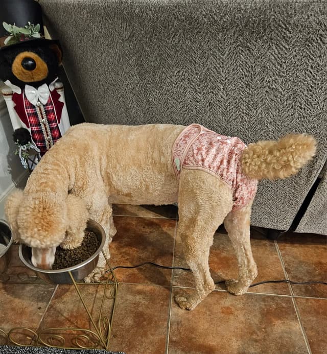 Poodle Puppies media 18