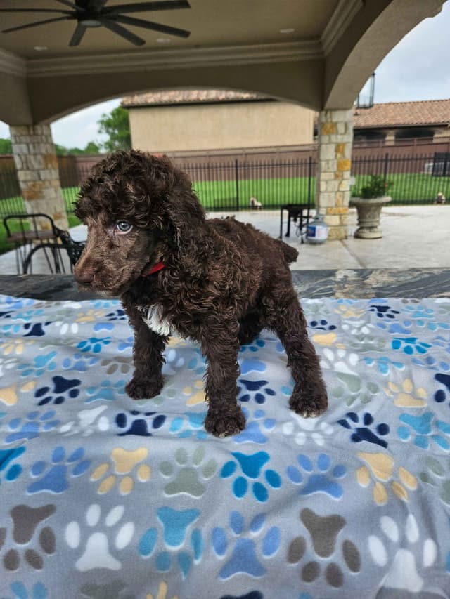 Poodle Puppies media 19