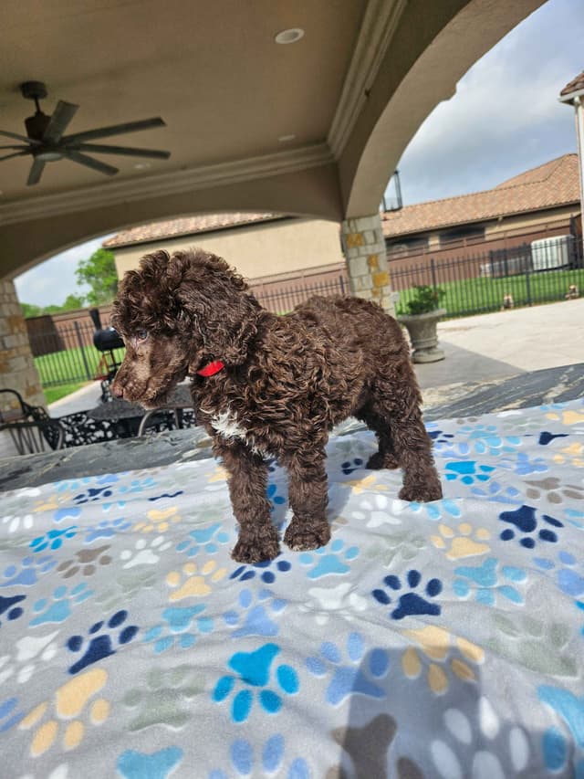 Poodle Puppies media 22