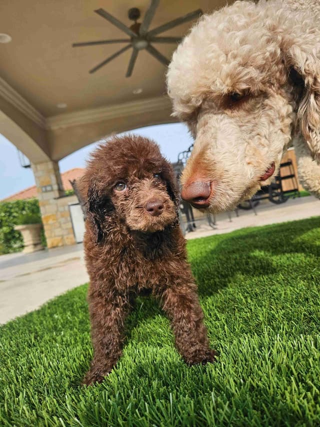 Poodle Puppies media 21