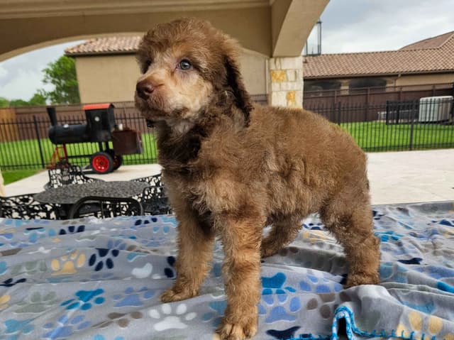 Poodle Puppies media 20