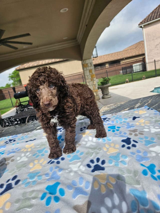 Poodle Puppies media 24