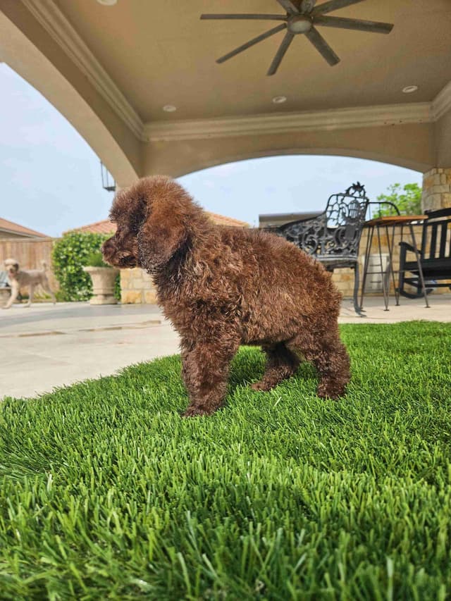 Poodle Puppies media 23