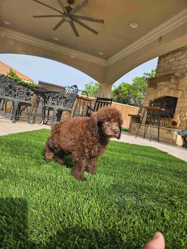 Poodle Puppies media 26