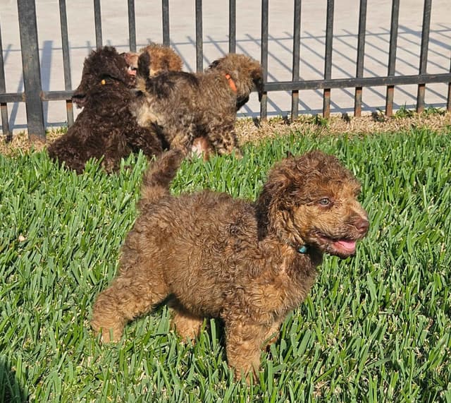 Poodle Puppies media 25