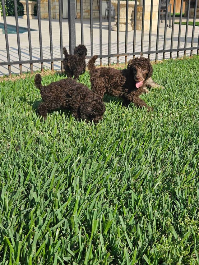 Poodle Puppies media 27