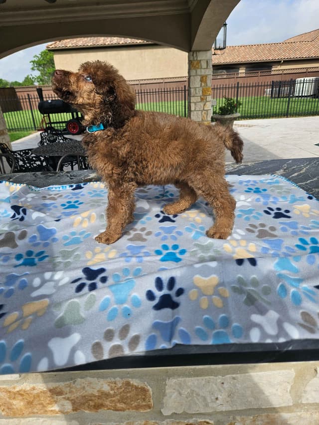 Poodle Puppies media 28