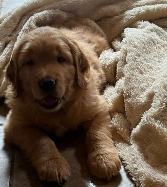 Golden Retriever Puppies media 2